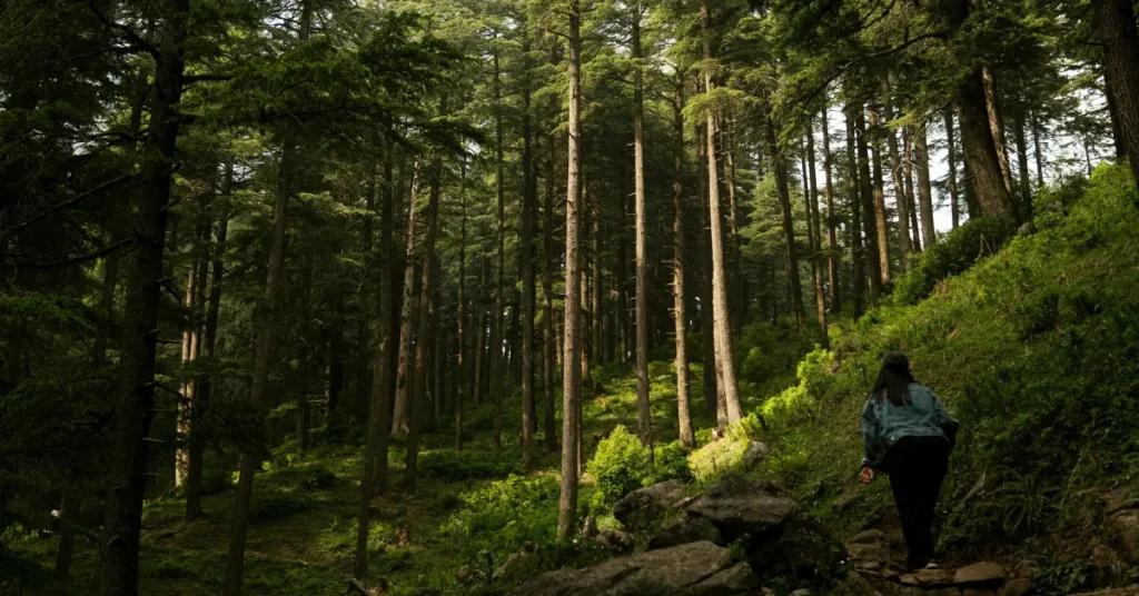 Stone-paved Kumano Kodo trail winding through ancient cedar forests.