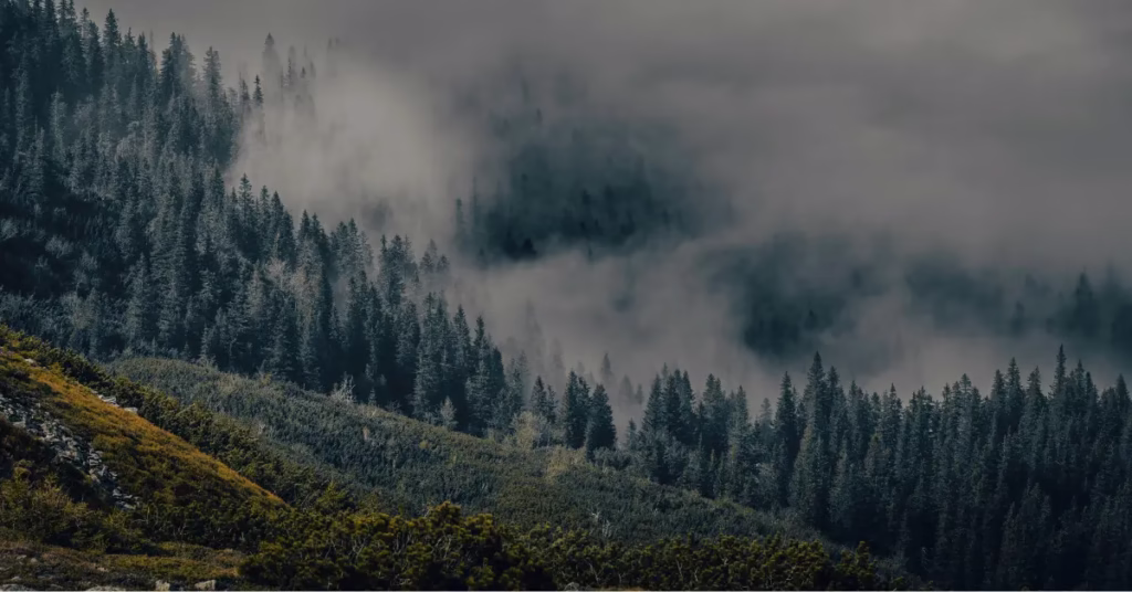 Orangutan sitting in the misty rainforest canopy in Borneo jungle.