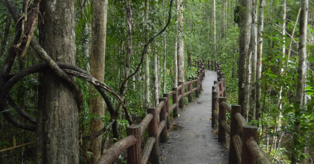 Suspension canopy bridge through Danum Valley rainforest in Borneo Malaysia