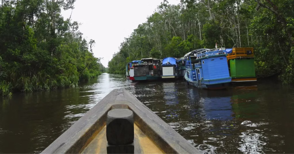 Traditional klotok boat sailing through Tanjung Puting National Park in Kalimantan Indonesia.