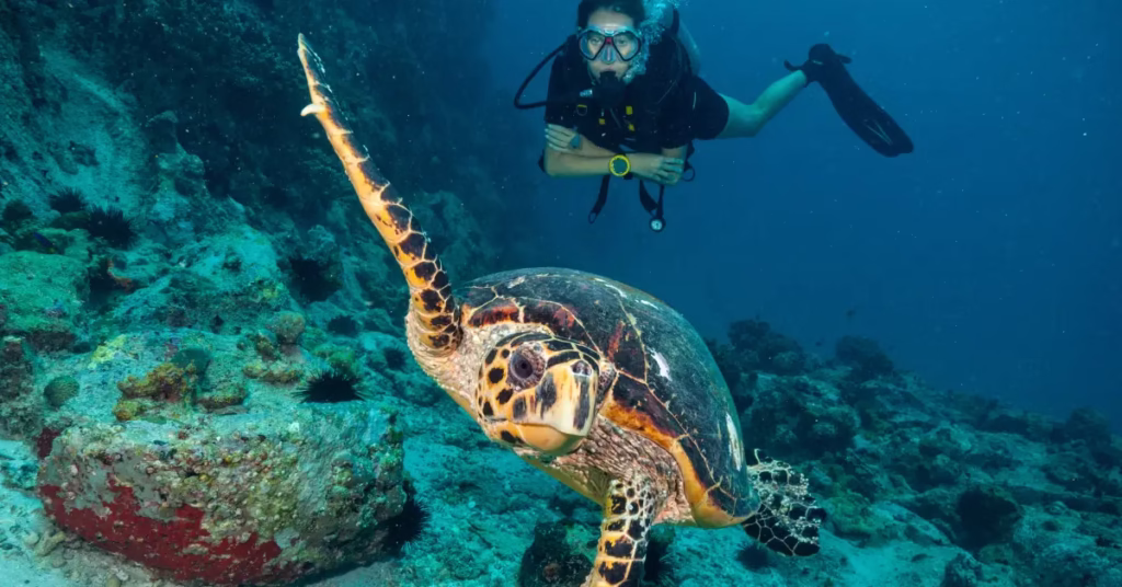 Scuba diver swimming among sea turtles and coral reefs in Sipadan Island Malaysia- Borneo Adventure Travel