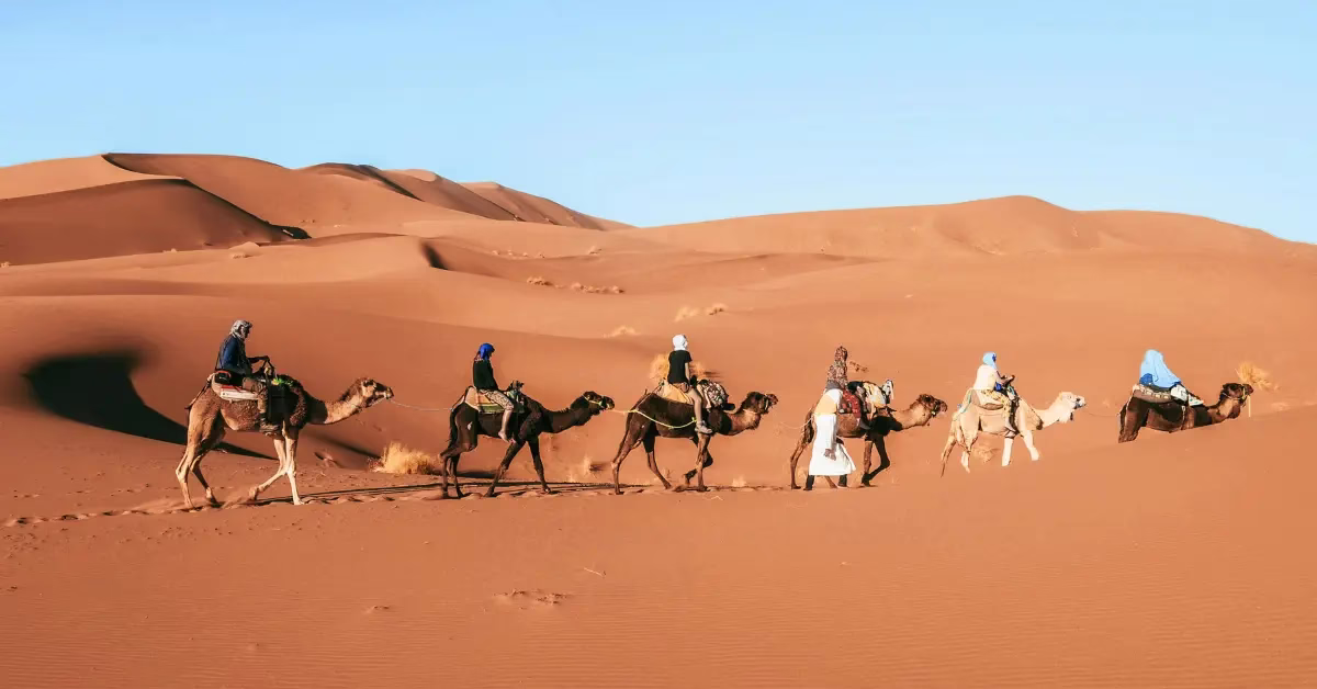 Camel trekking during Morocco adventure travel in the Sahara Desert.
