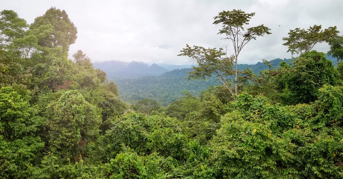 Dense rainforest and misty mountains of Borneo at sunrise showcasing the island’s wild natural beauty.