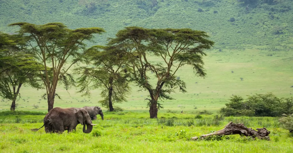 Safari jeep overlooking Ngorongoro Crater during Tanzania adventure travel