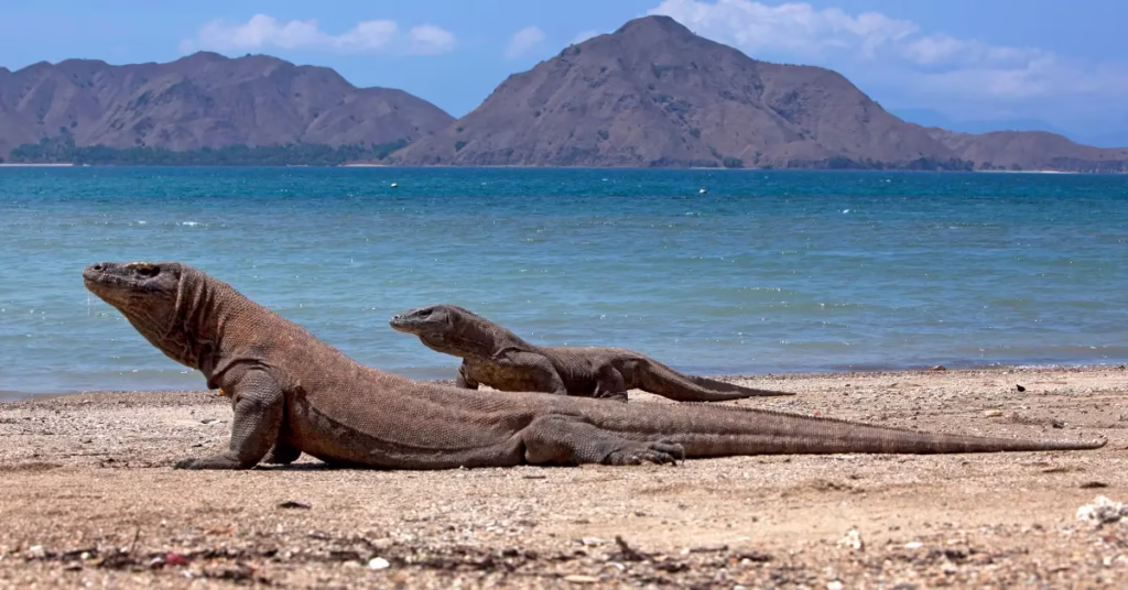 Komodo dragon walking on the sandy path in Komodo National Park
